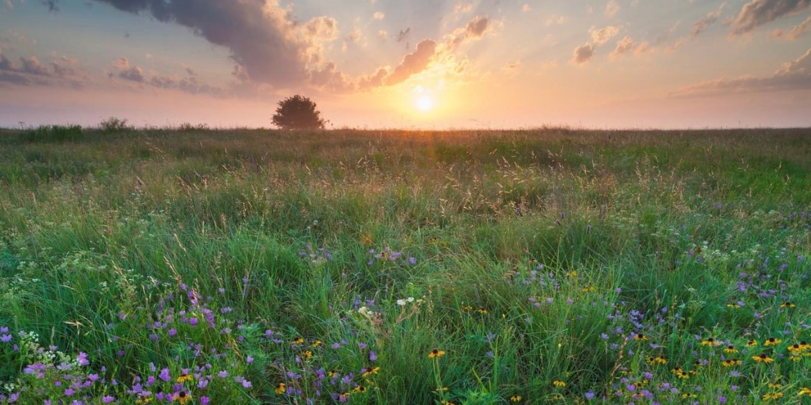 Wildflowers against a sunset.